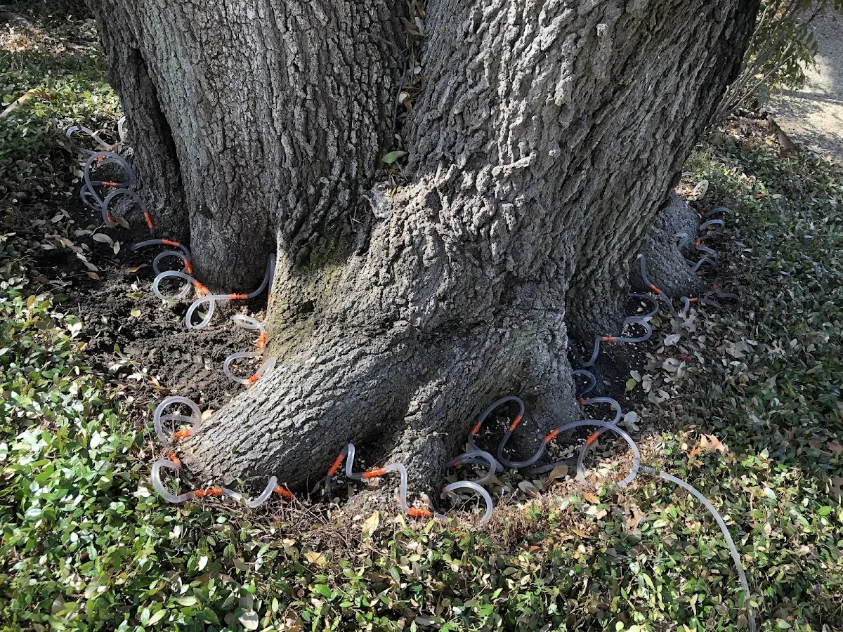 Detailed Tree Cabling and Bracing job site in Maud